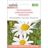 Sativa Bio Mehrjährige Blume "Frühe Margerite"