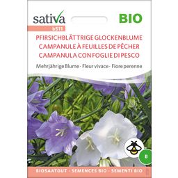 Fiore Perenne - Campanula con Foglie di Pesco Bio - 1 conf.