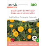 "Liliput Canary Yellow" Organic Annual Zinnia