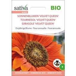 "Sunflower 'Velvet Queen'" Organic Annual Flower