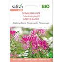 Sativa Fiore Annuale -  Baffi di Gatto Bio - 1 conf.