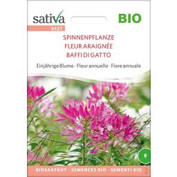 Sativa Fiore Annuale -  Baffi di Gatto Bio - 1 conf.