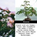 growbro Bäume & Sträucher 
