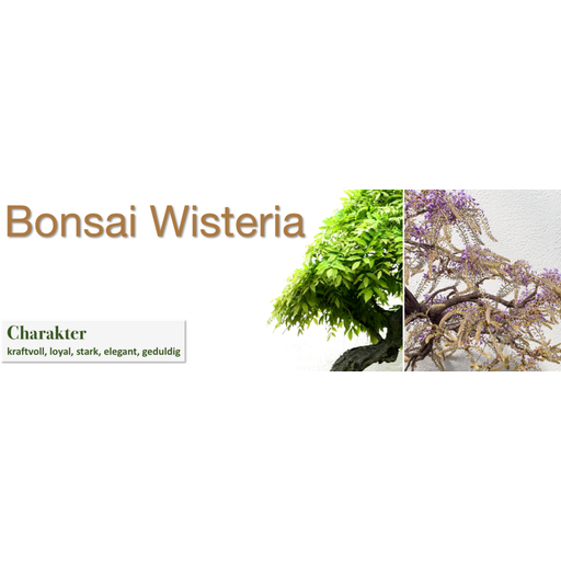 growbro Set da Coltivazione - Wisteria Bonsai - 1 set