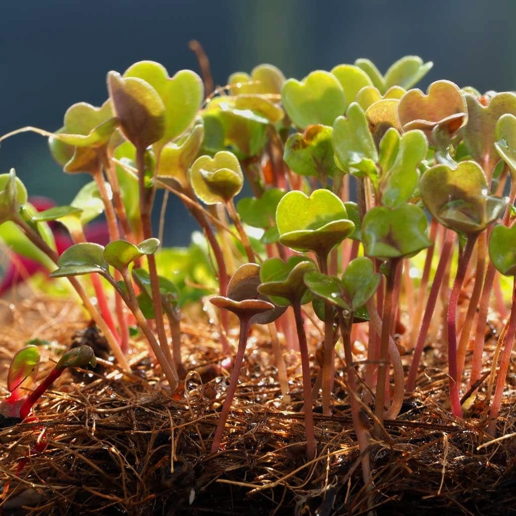 Haxnicks Microgreens Growing Mat - 3 items