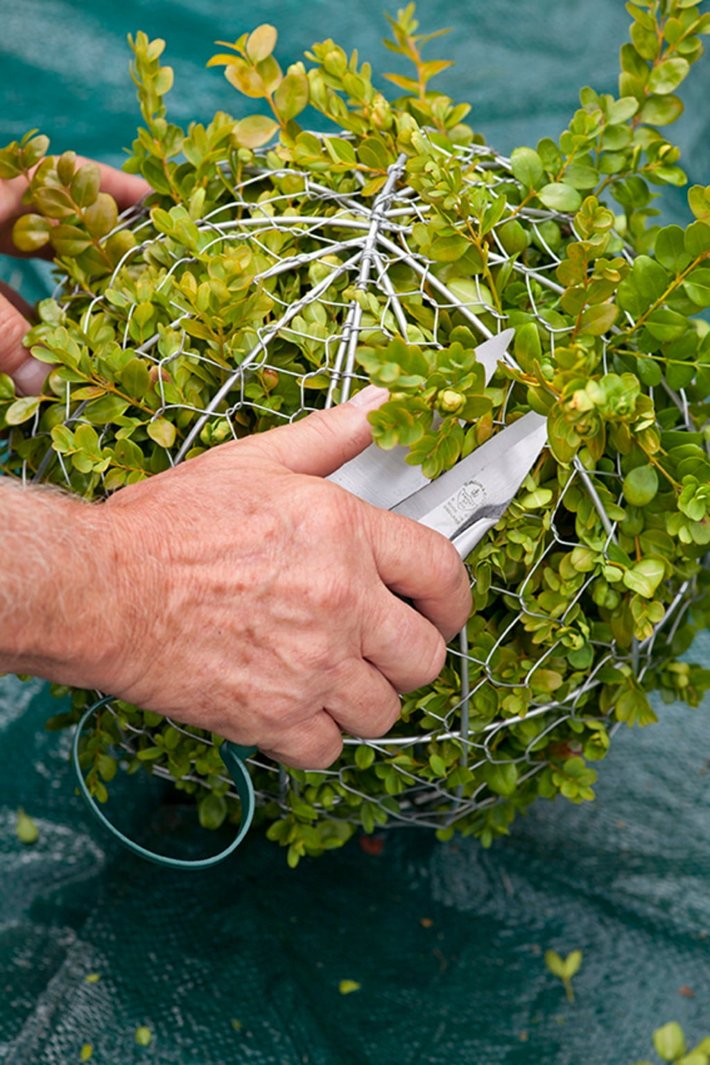 Burgon & Ball Škarje za obrezovanje Topiary - majhne - 1 k.