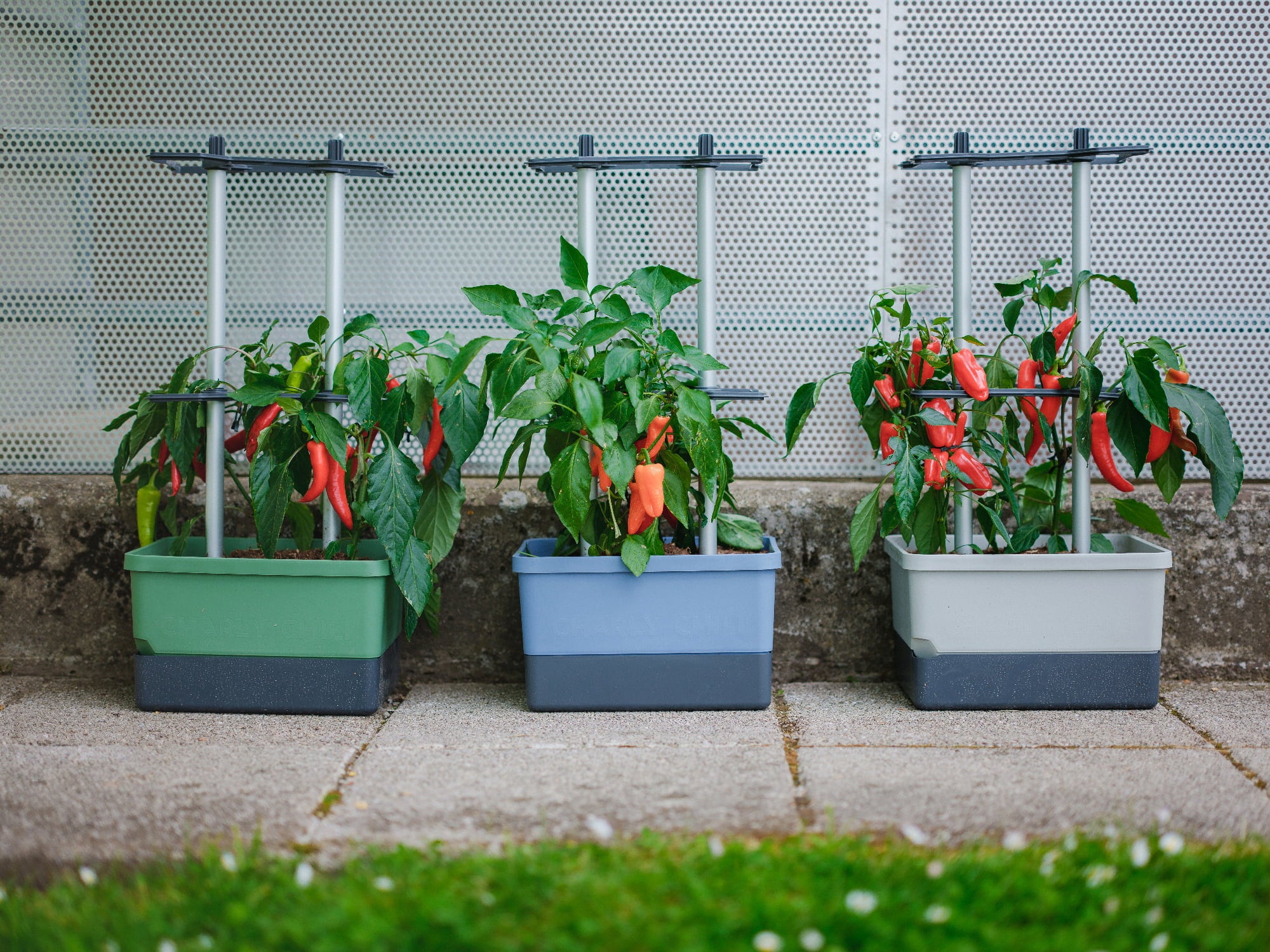 Paul Potato Charly Chili - Planter