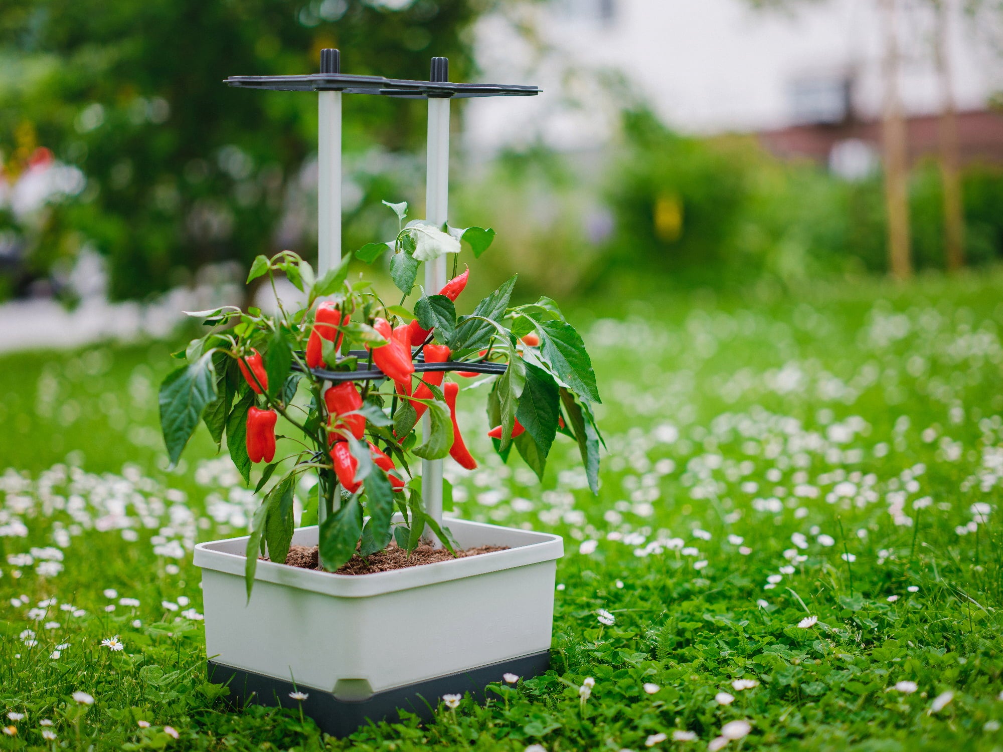 Paul Potato Charly Chili - Planter