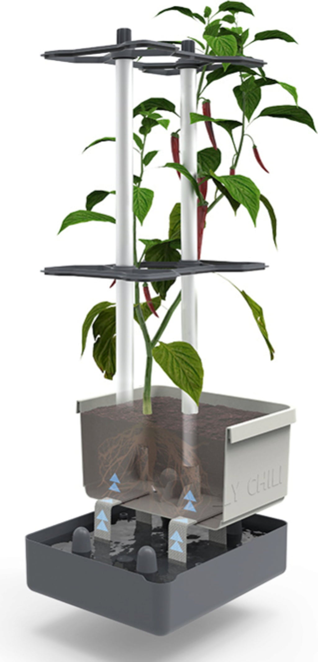 Paul Potato Charly Chili - Planter