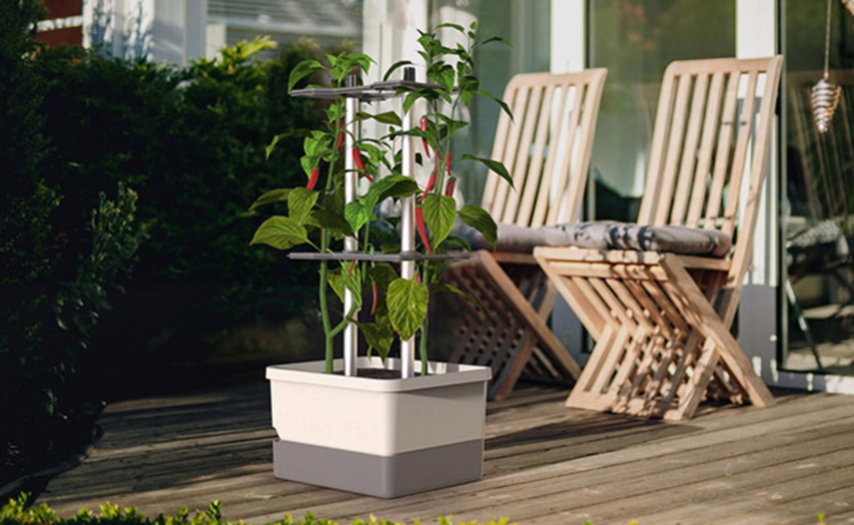 Paul Potato Charly Chili - Planter