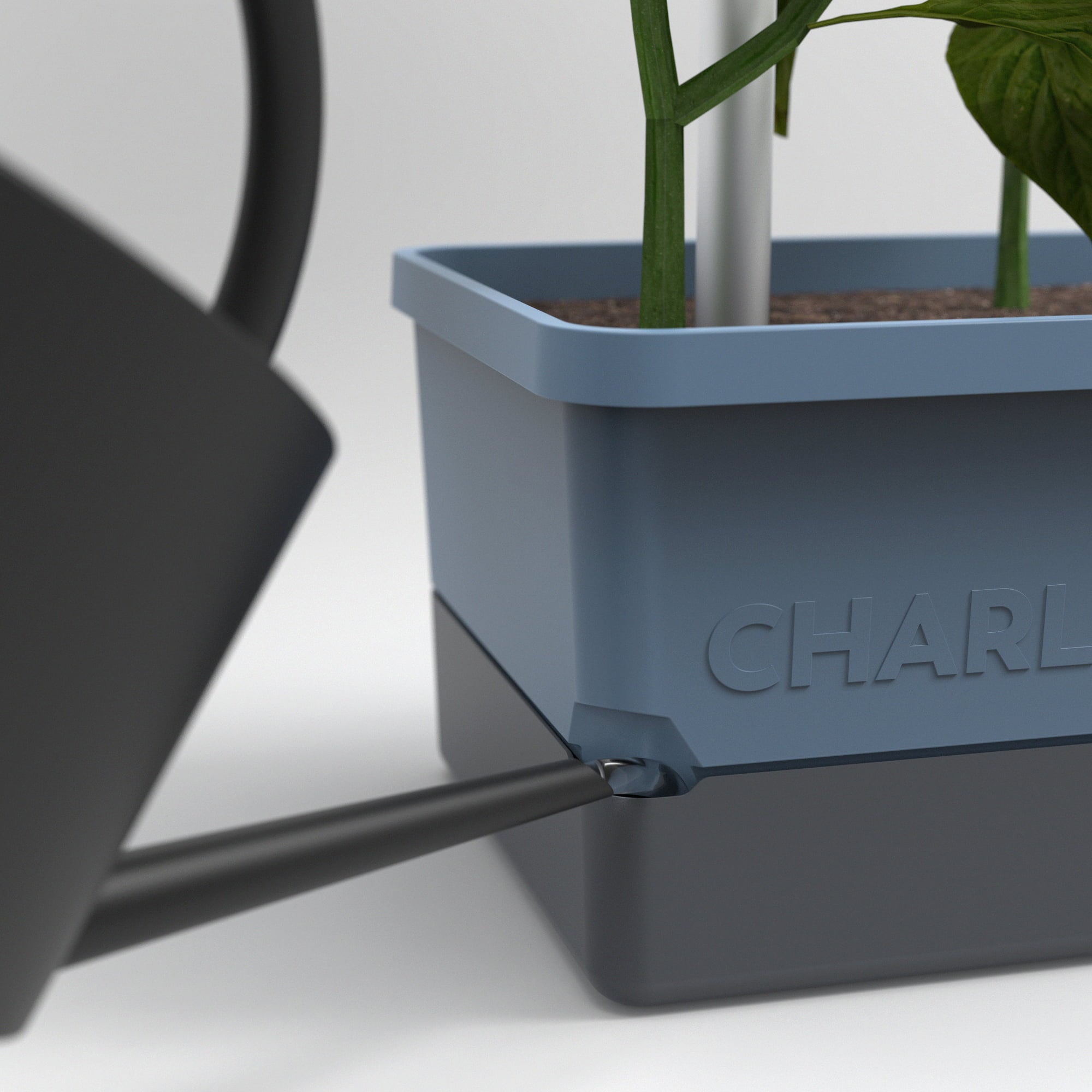 Paul Potato Charly Chili - Planter