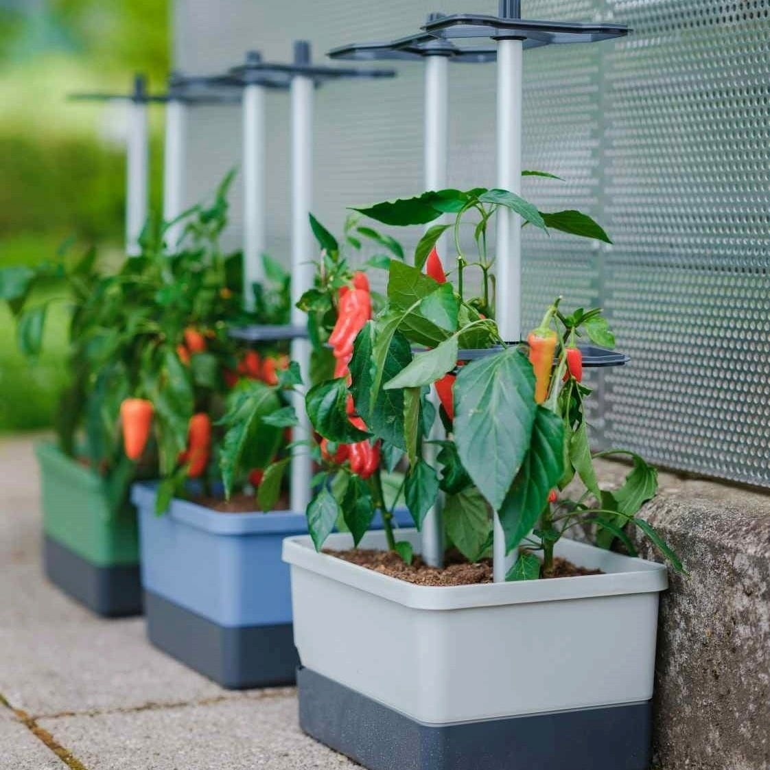 Paul Potato Charly Chili - Planter