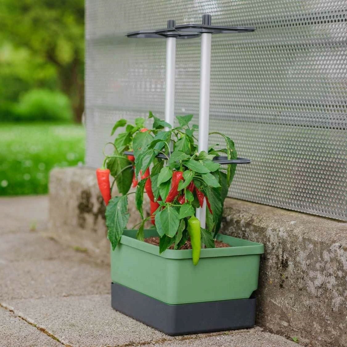 Paul Potato Charly Chili - Planter - dark green