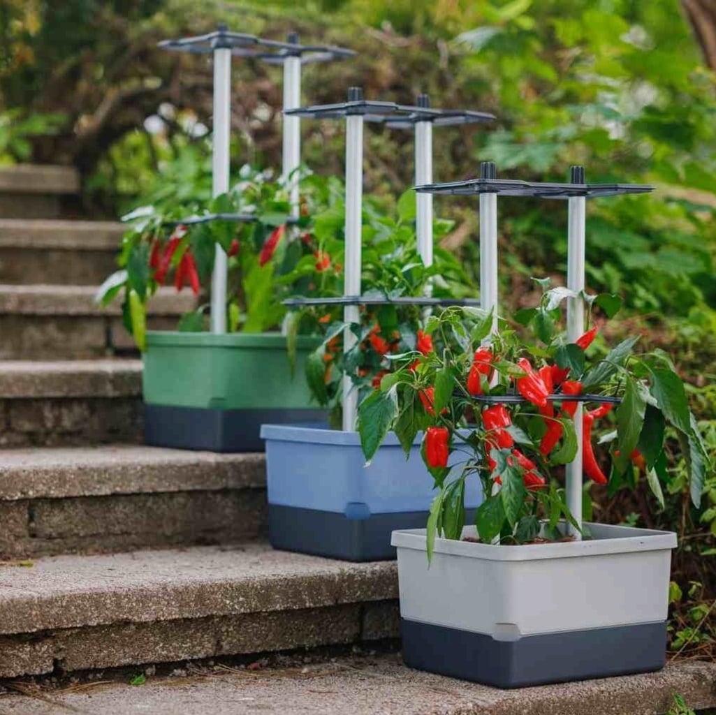 Paul Potato Charly Chili - Planter