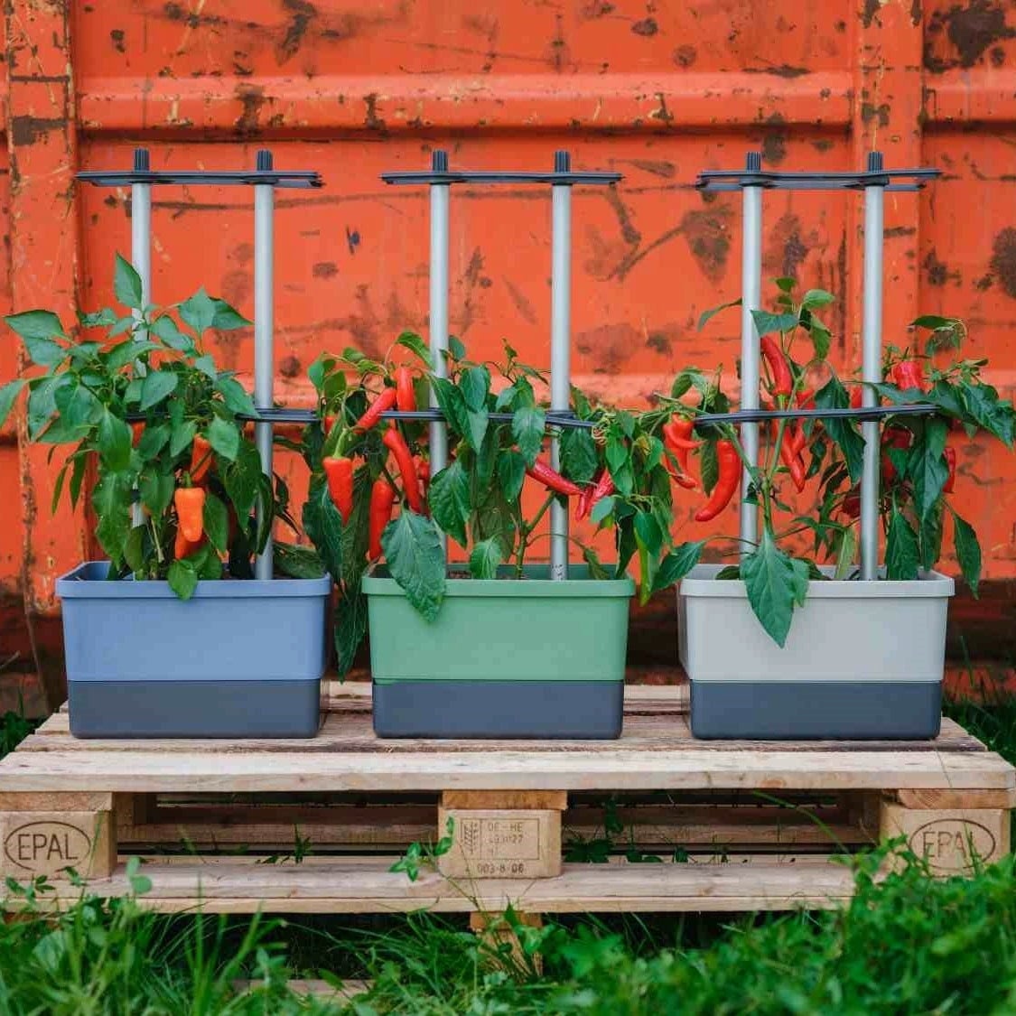 Paul Potato Charly Chili - Planter