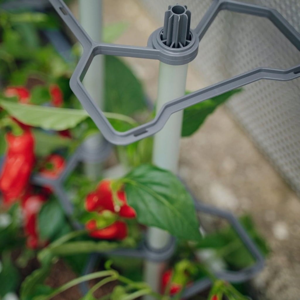 Paul Potato Charly Chili - Planter