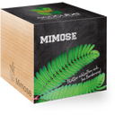 Feel Green ecocube Mimosa - 1 stuk