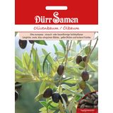Dürr Samen Olivenbaum