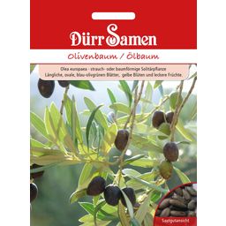 Dürr Samen Olivenbaum
