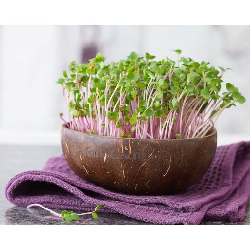 Grow-Grow Nut Pack de Démarrage Microgreens - 1 kit