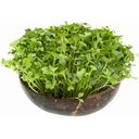 Grow-Grow Nut Ricarica Microgreens - Red Hot Greens - 1 set