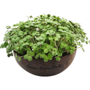 Grow-Grow Nut Recambio Microgreens - Red Hot Greens - 1 set