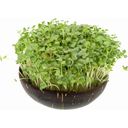 Grow-Grow Nut Recambio Microgreens - Brokk 'n' Roll - 1 set