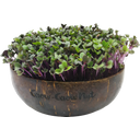 Grow-Grow Nut Microgreens Navulpakket 