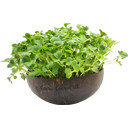 Grow-Grow Nut Microgreens Navulpakket 