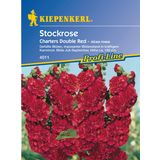 Kiepenkerl Hollyhock "Chaters Double Red"