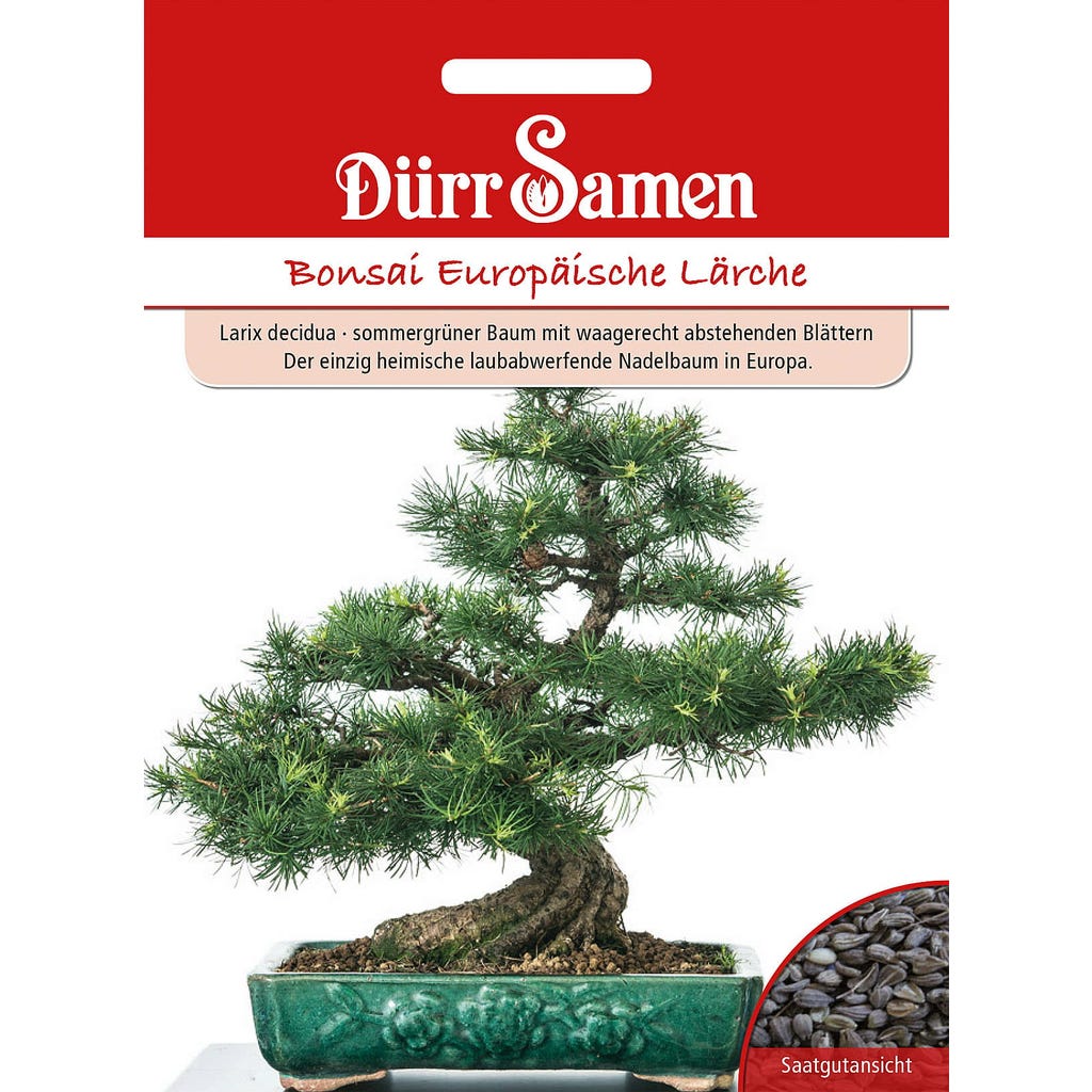 Drr Samen Bonsai European Larch, 1 Package - Bloomling International