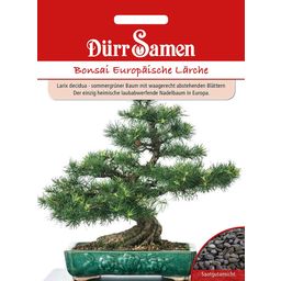 Dürr Samen Bonsai európai vörösfenyő - 1 csomag