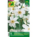 Blumenzwiebel Dichter-Narzissen „Recurvus“ - 5 Zwiebeln