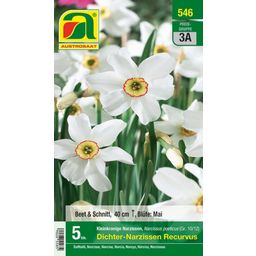 AUSTROSAAT Bloembollen Witte Narcissen Recurvus - 5 Bloembollen