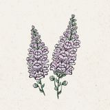 Papuľka väčšia "Summer Lavender" - Antirrhinum Majus
