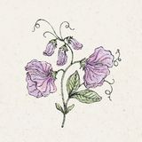 "Elegance Lavender" szagos bükköny - Lathyrus Odoratus