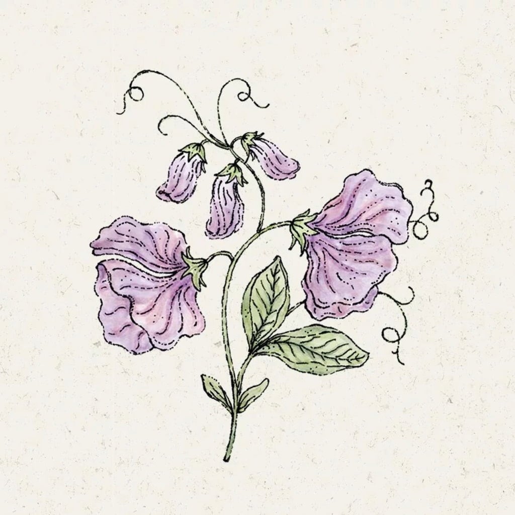 Lathyrus Odortatus 