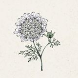 Jora Dahl Orlaya Grandiflora - White Lace