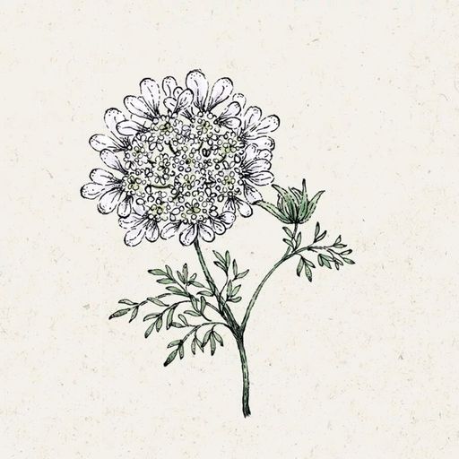 Jora Dahl Orlaya Grandiflora - White Lace - 1 conf.