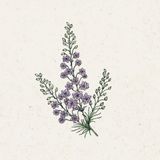Delphinium Consolida "Misty Lavender" - ostrožnik