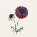 Jora Dahl Scabiosa 