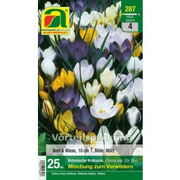 AUSTROSAAT Crocus Botaniques - 25 bulbes