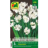 AUSTROSAAT Tazetta-Narcissen Paperwhite