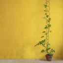 Botanopia Spaljé för Klätterväxter - mässig med svart beläggning