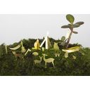 Botanopia Mini kemping növényekhez - 1 db