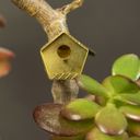 Botanopia Decoración para Plantas - Mini Birdhouse - 1 pieza