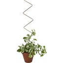 Botanopia Plant Support - Zig Zag