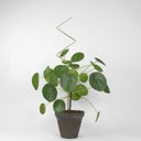 Botanopia Plant Support - Zig Zag