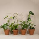 Botanopia Support pour Plantes