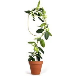 Botanopia Podpora za rastline - Arch